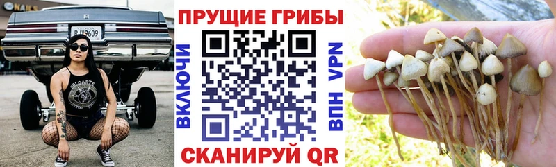 Псилоцибиновые грибы ЛСД Купить закладки Зеленодольск